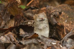 Erschrockene Maus zwischen Laub